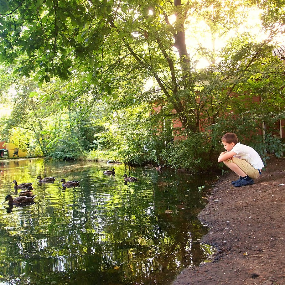 Boy, Crouch, Sit, Water, Ducks, more, rest, child, adults only HD wallpaper
