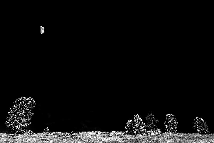 landscape, night, dark, trees, grass, half moon, outdoors, plant HD wallpaper