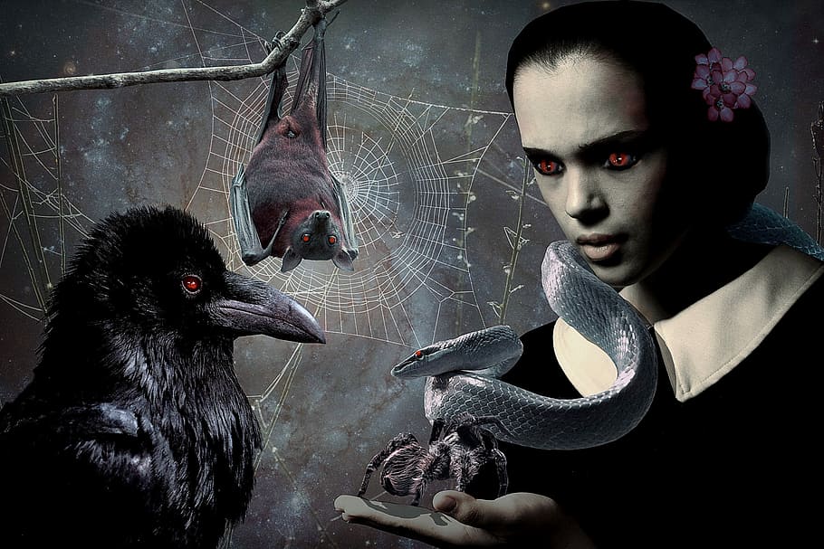 woman, bat, snake, crow, and spider illustration, Gothic, Fantasy, HD wallpaper