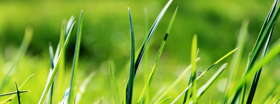 closeup photo of green grass, spring, meadow, nature, mood HD wallpaper