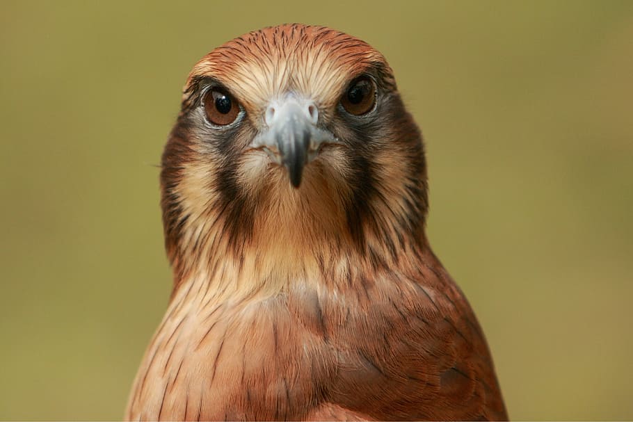 closeup photo of brown bird, Golden eagle, falcon, face, feather HD wallpaper