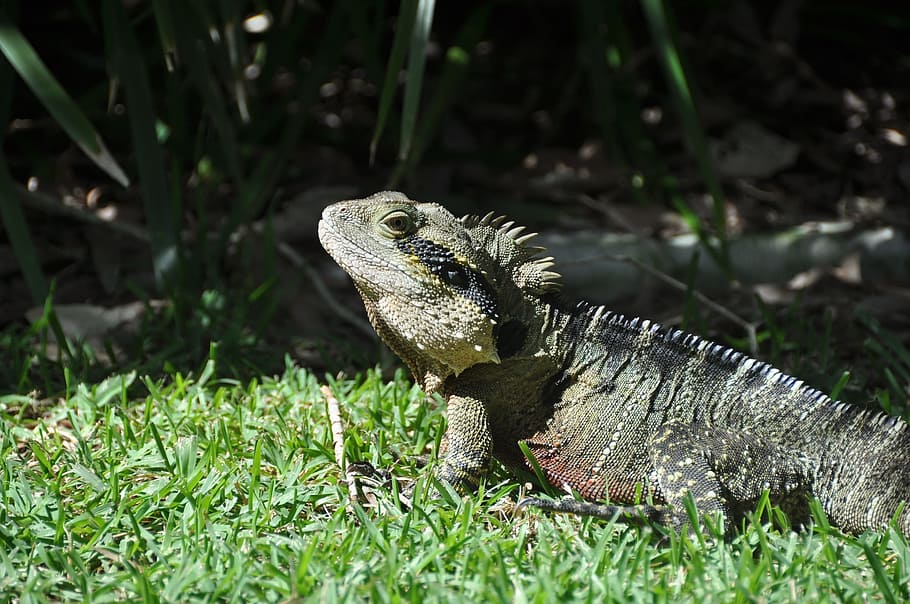 Lizard, Reptile, Creature, Insect, Eater, insect eater, animal world HD wallpaper