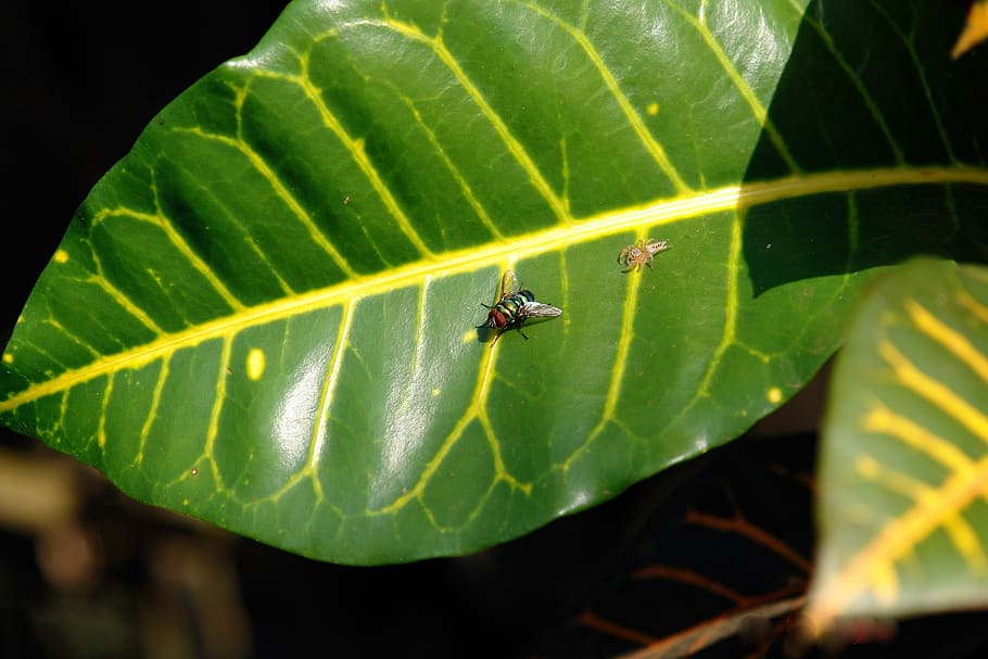 Fly, Spider, Insect, Prey, Nature, leave, feeding, eating, food HD wallpaper