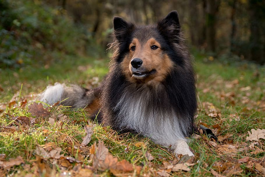 sheltie, dog, lying, forest, one animal, mammal, animal wildlife HD wallpaper