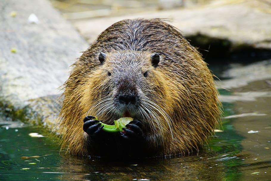 Nutria, Eats, Paprika, otter, one animal, animal wildlife, water HD wallpaper