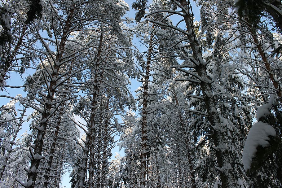 Winter, Forest, Pine, Snow, winter forest, tree, no people HD wallpaper