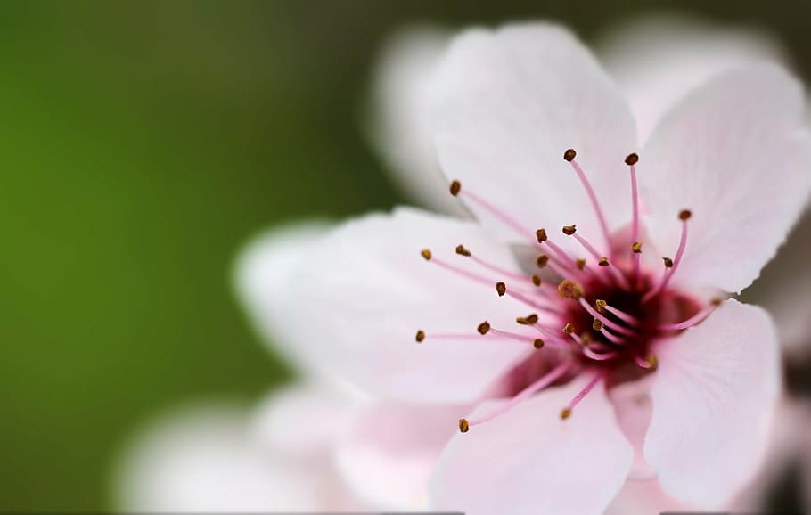 macro photography of white flower, apple, summer, spring, nature HD wallpaper