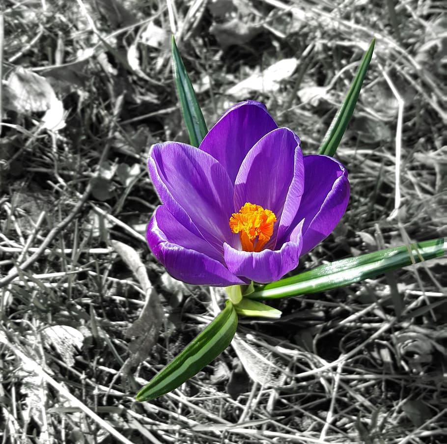 crocus, single flower, spring, flowering plant, vulnerability HD wallpaper