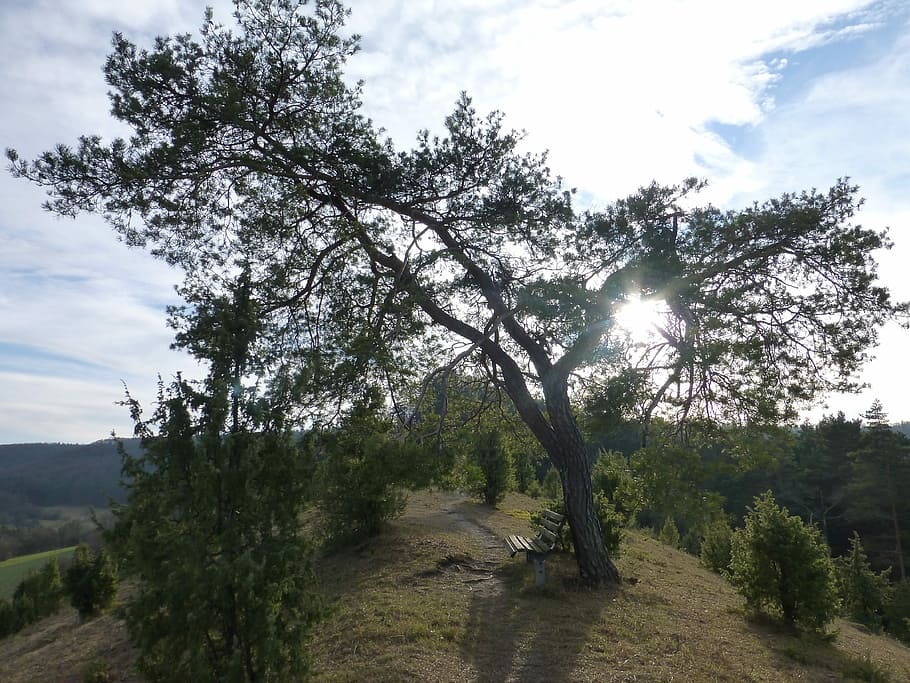 Pine, Tree, Landscape, Back Light, Mood, nature reserve, sky HD wallpaper