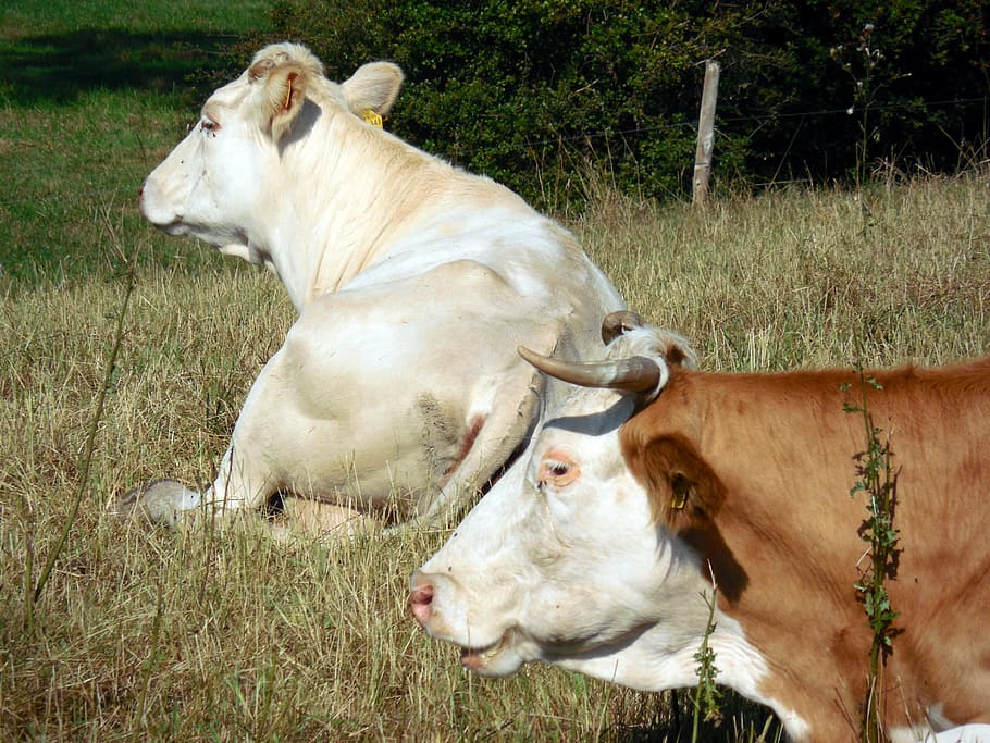 cows, cattle, animals, pasture, graze, cattle breeding, livestock HD wallpaper