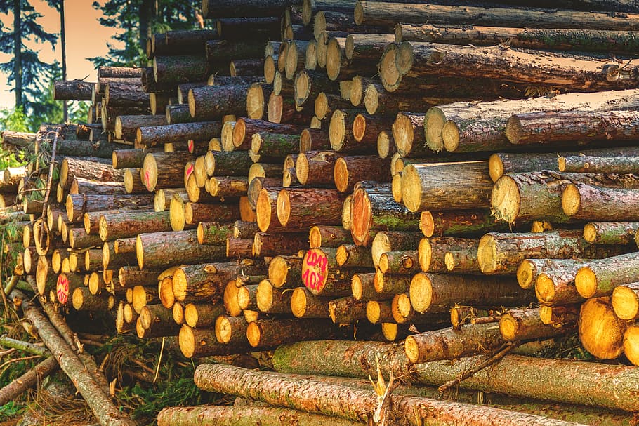 tree trunks, wood, forest, stack, nature, firewood, tribe, large group of objects HD wallpaper