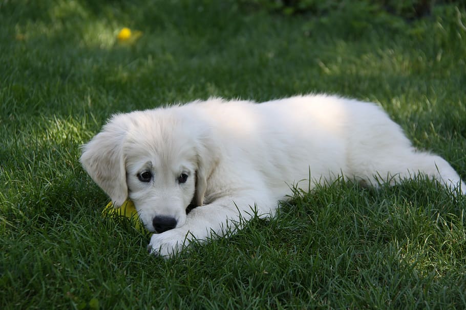 white pet dog laying on grass field, puppy, animals, each, retriever HD wallpaper