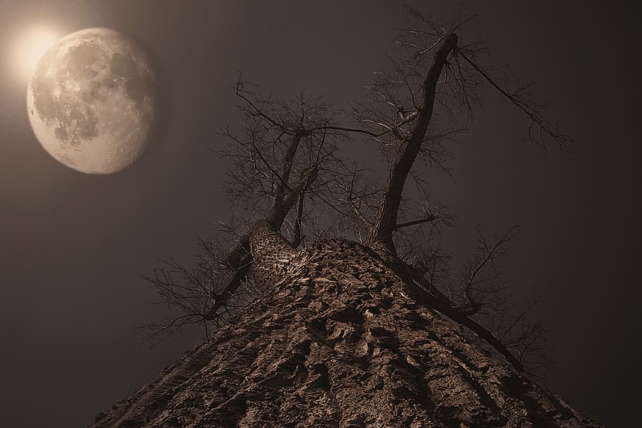 low angle view of leafless tree, moon, moonlight, full moon, moonrise