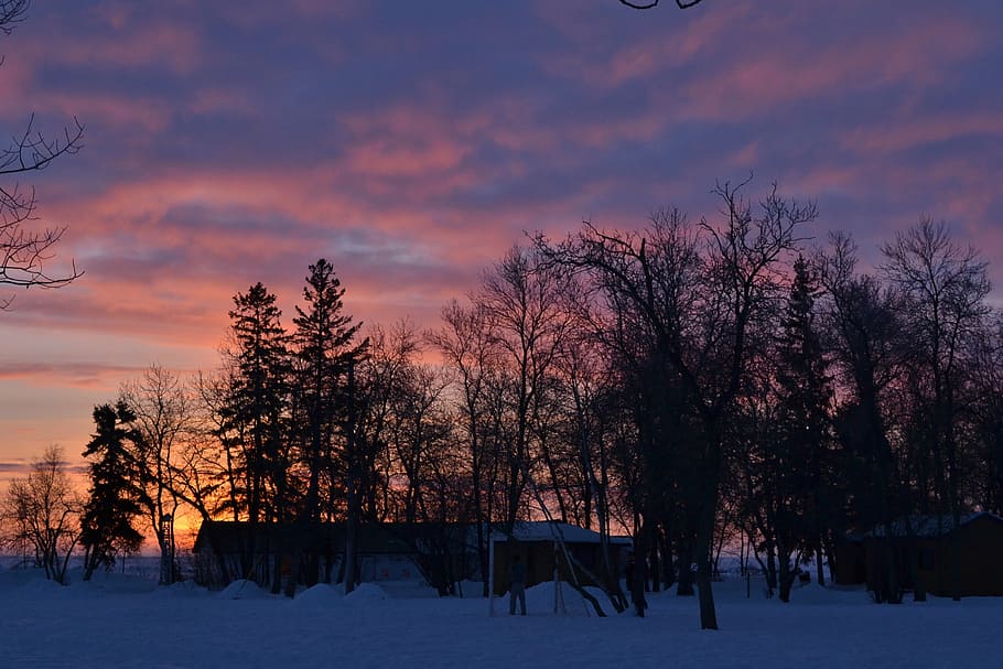trees, silhouette, dawn, sunset, evening, pink sky, scenery HD wallpaper