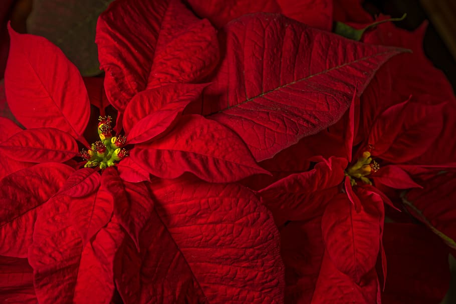 poinsettia, flower, christmas, season, floral, decoration, red, HD wallpaper