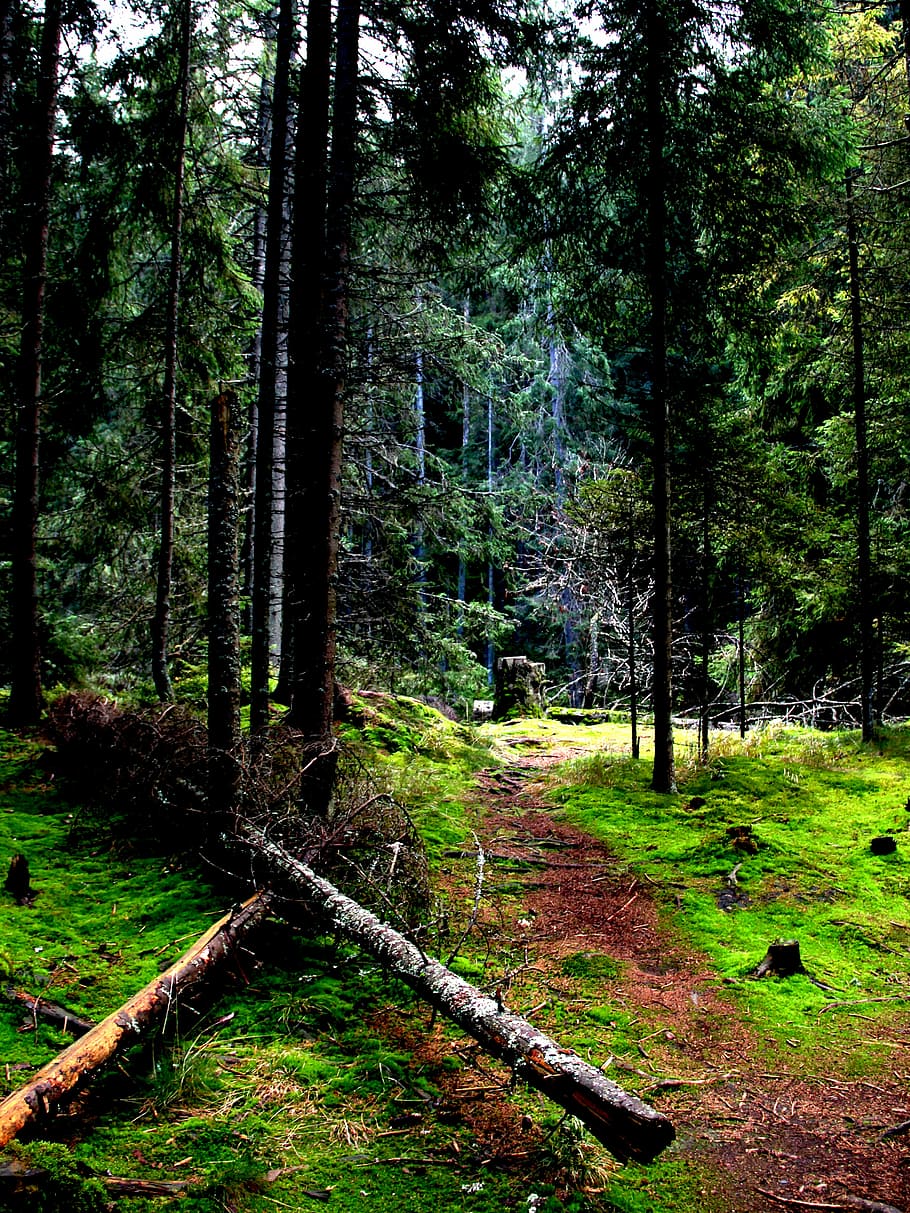 forest, nature, landscape, trees, forests, light, autumn, wood HD wallpaper