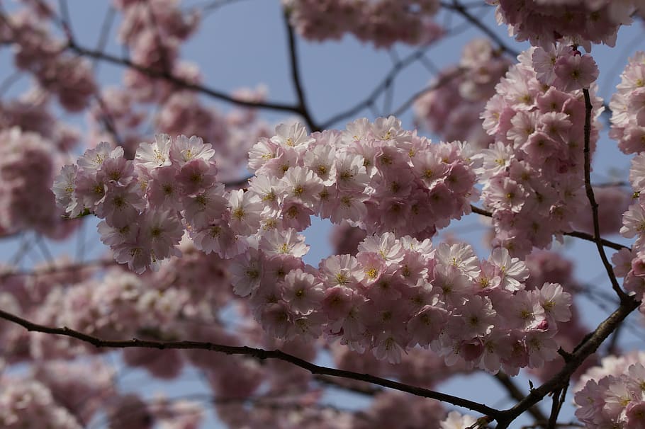 cherry blossom, bloom, spring, close, pink, tender, ornamental cherry HD wallpaper