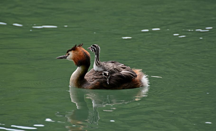 Grebe, Water, Adda, River, bird, duck, nature, animal, lake HD wallpaper
