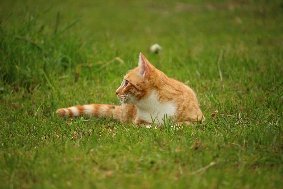 cat, kitten, mieze, mackerel, red cat, red mackerel tabby, tiger cat HD wallpaper