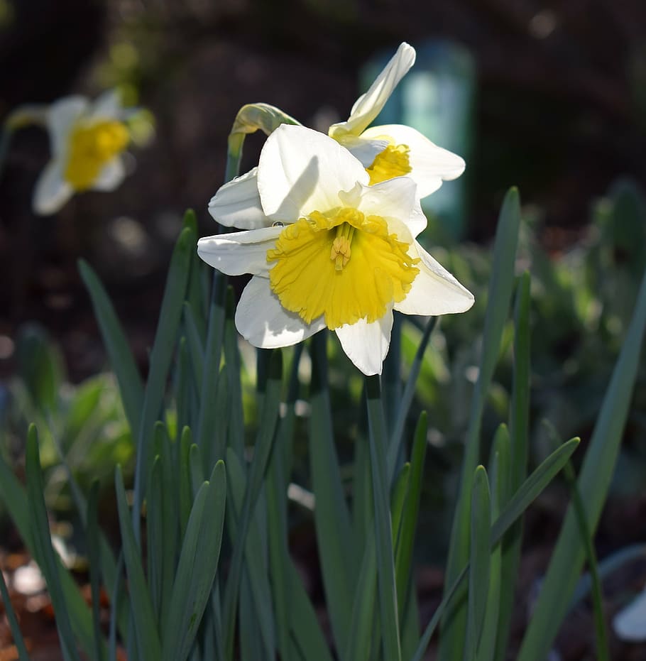 daffodil, flower, blossom, bloom, bulb, garden, nature, spring, HD wallpaper