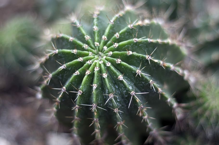 Cacti, Cactus, Succulent, Nature, Desert, plant, natural, botanical HD wallpaper