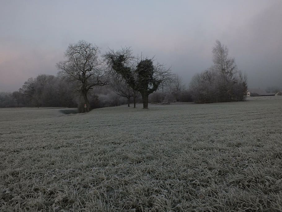 cold, tree, fog, icy, wintry, winter, plant, land, field, environment HD wallpaper
