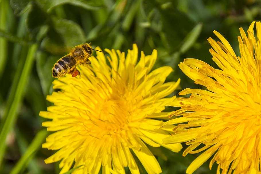 pollen, bee, dandelion, bee pollen, blossom, bloom, pollination HD wallpaper