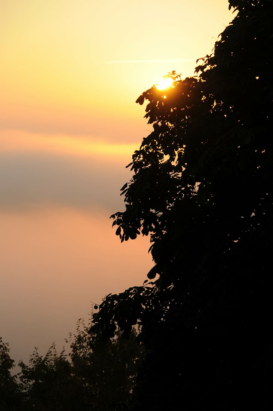 sky, back light, orange, sun, mystical, sunset, tree, plant HD wallpaper