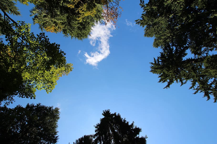 Sky, Cloud, Wood, Nature, Blue, Sunshine, tree, outdoors, forest HD wallpaper