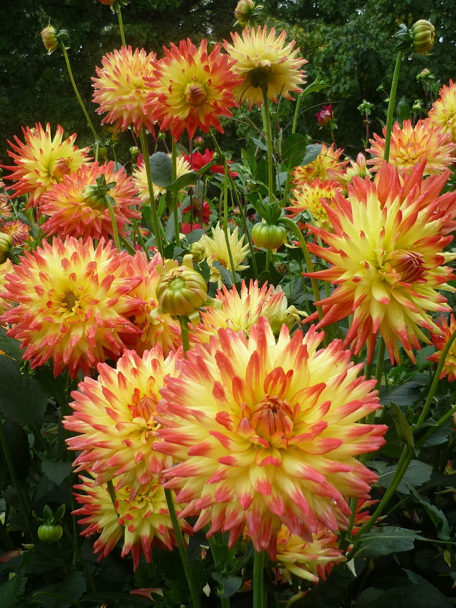 As Lien, Flowers, plant, nature, growth, beauty in nature, freshness HD wallpaper