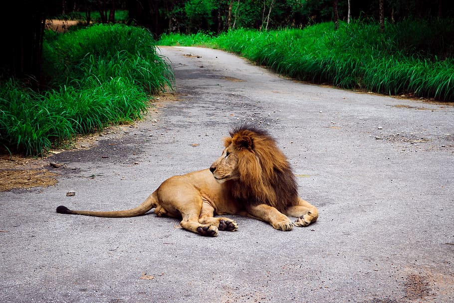lion, forest, road, nature, animal, wild, wildlife, jungle HD wallpaper