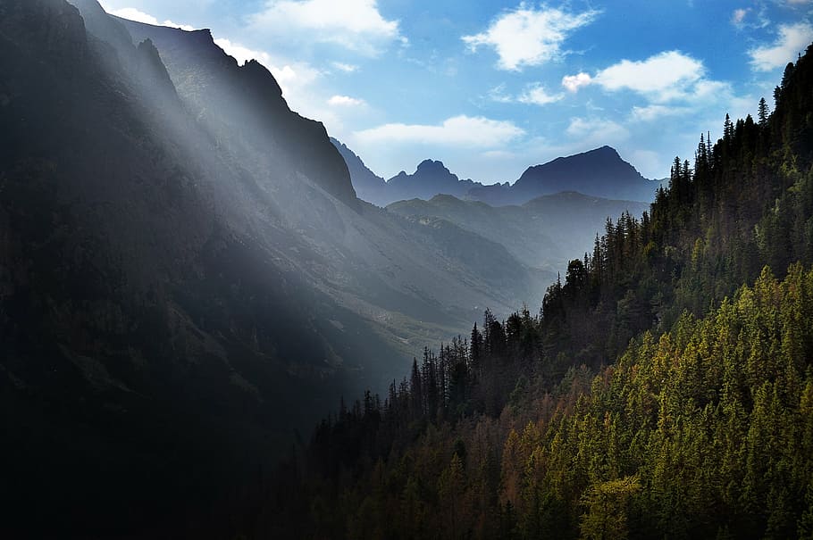 conifer, dawn, daylight, fall, fog, forest, hike, landscape HD wallpaper