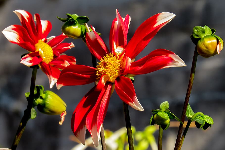 spring, flower, spring flower, macro, nature, blossom, bloom HD wallpaper