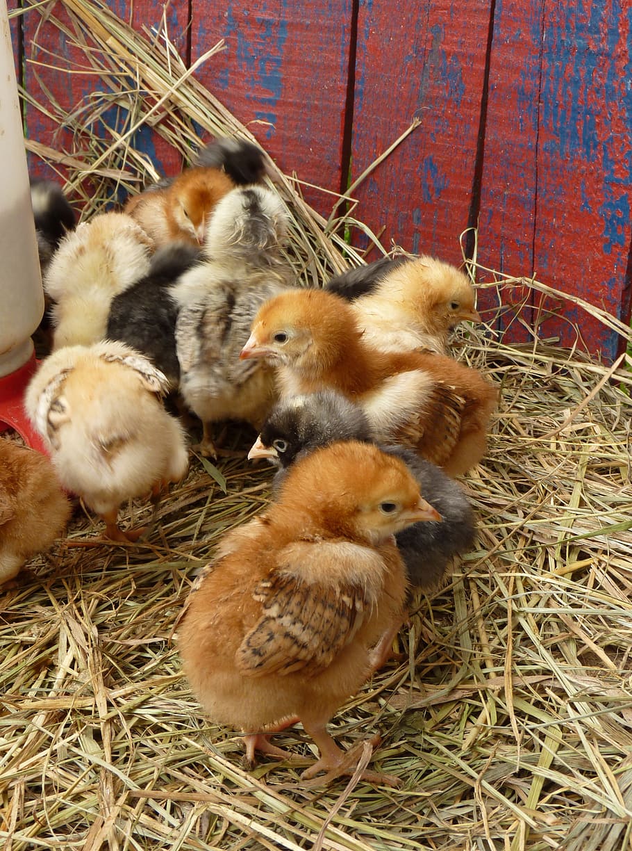 chicken chicks, baby chicks, easter, spring, farm, barn, straw, HD wallpaper