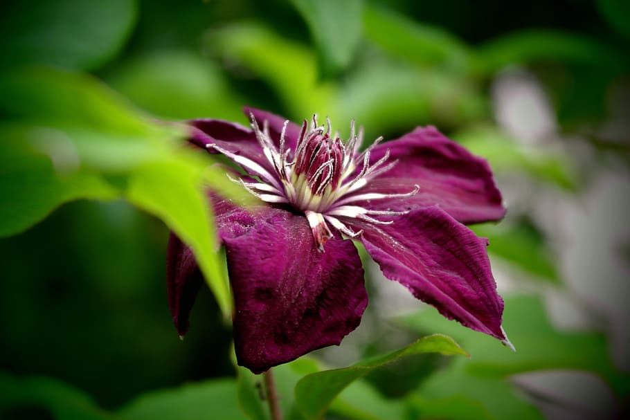 Flower, Violet, Macro, fragility, purple, nature, plant, petal HD wallpaper