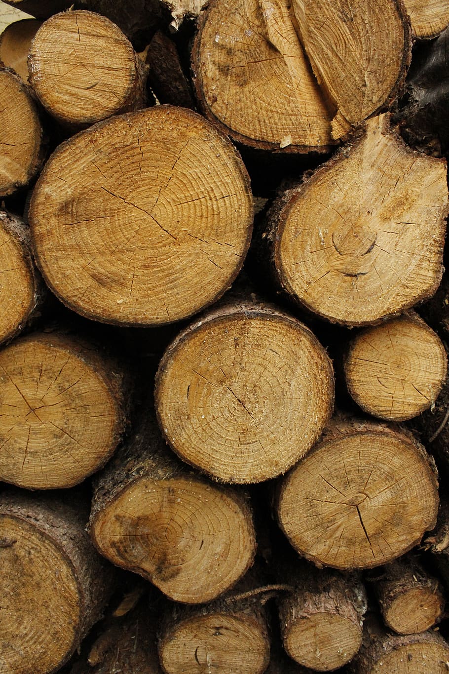 wood, stump, nature, forest, log, pattern, plant, brown, prism HD wallpaper