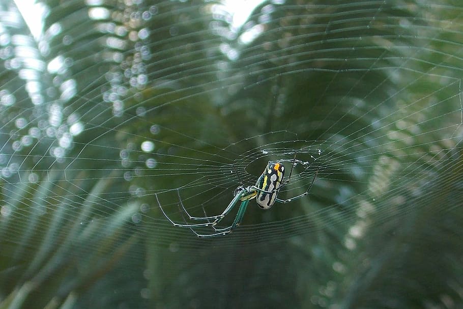 spider, web, insect, arachnid, approach, animal themes, spider web HD wallpaper