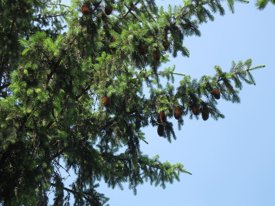 ukraine, tree, pine, park, spring, plant, growth, sky, low angle view HD wallpaper