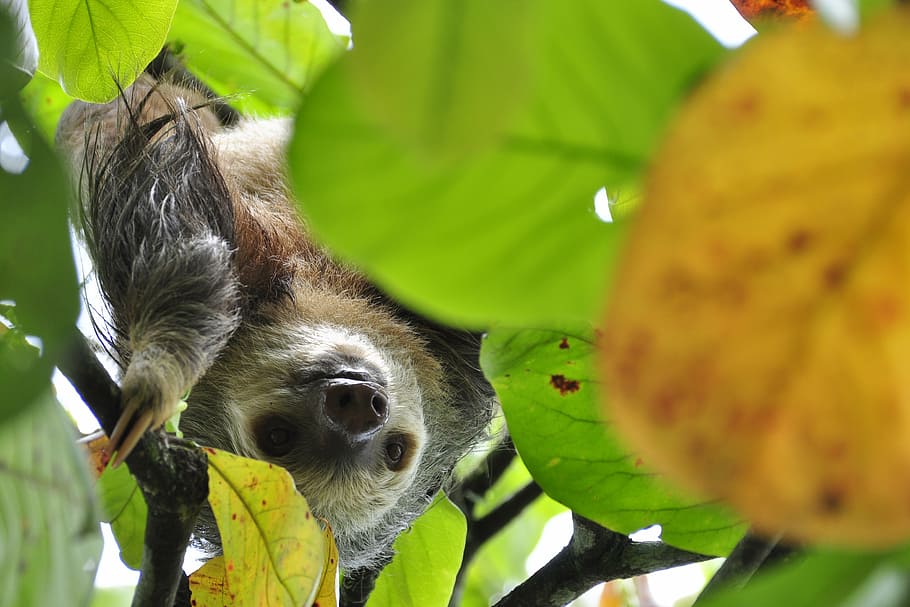 shallow focus photo of sloth, two toes sloth, rainforest, jungle, HD wallpaper