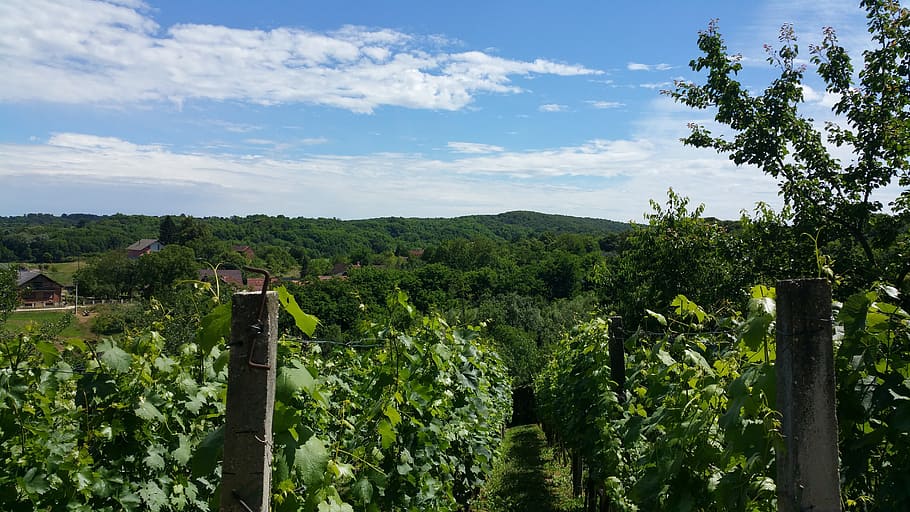 nature, sky, vineyard, plant, tree, green color, growth, cloud - sky HD wallpaper