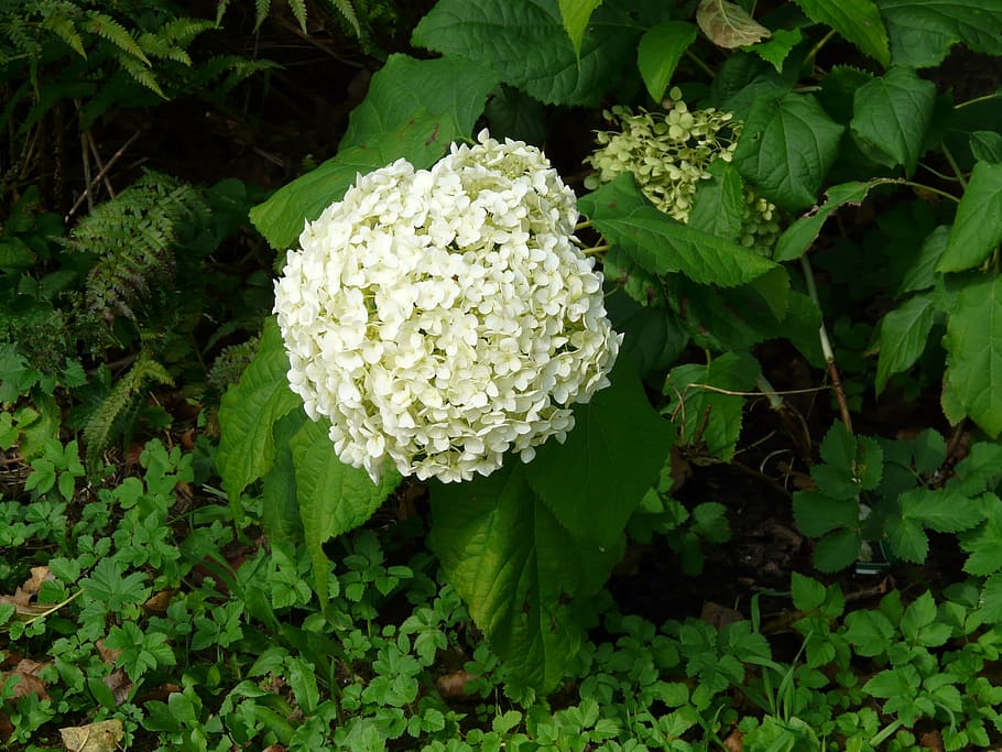 hydrangea, flower, blossom, bloom, white, hydrangea macrophylla HD wallpaper