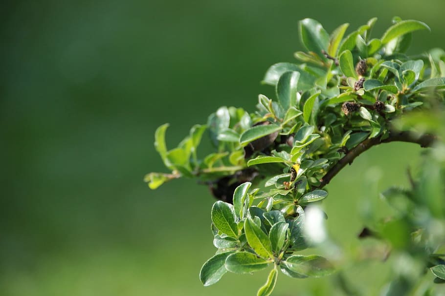 leaf, green, branch, nature, macro, leaves, freshness, plant HD wallpaper