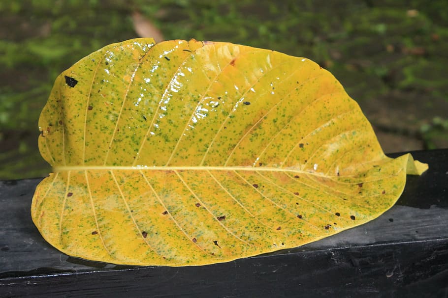 leaf, yellow, nature, fall leaf, plant part, close-up, no people HD wallpaper