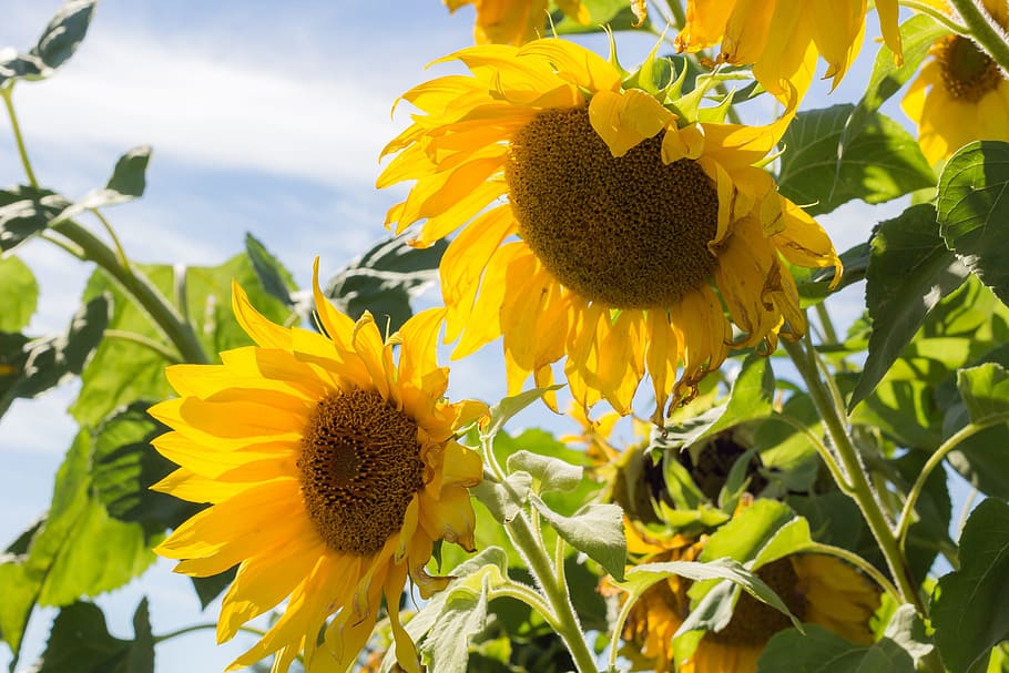 shallow focus photography of sunflowers, summer, sky, plant HD wallpaper