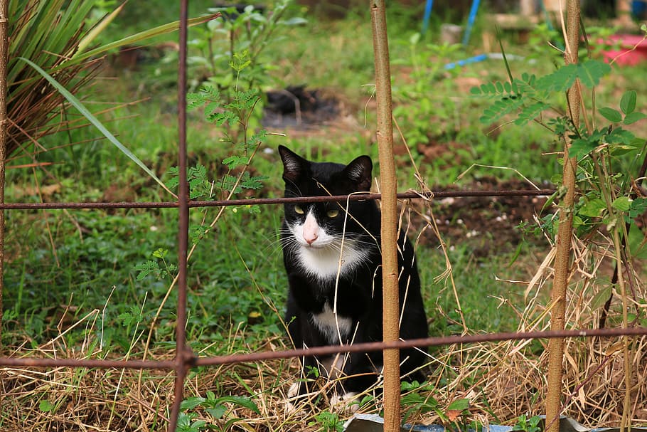 cat, eyes, face, animals, home, cat thailand, cute cat, animal themes HD wallpaper