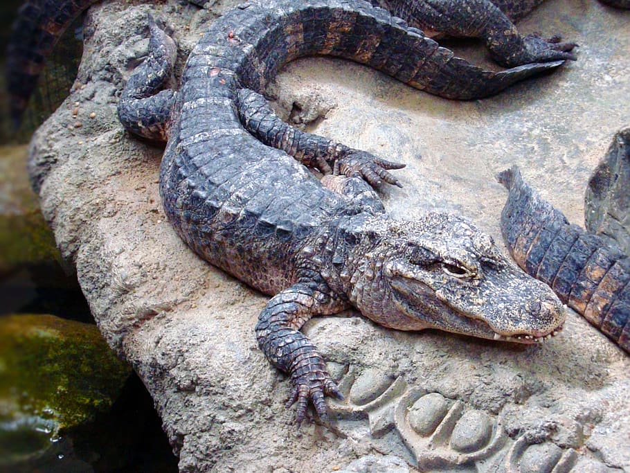 alligator, animal, reptile, zoo, crocodilia, crocodilian, alligatoridae, HD wallpaper
