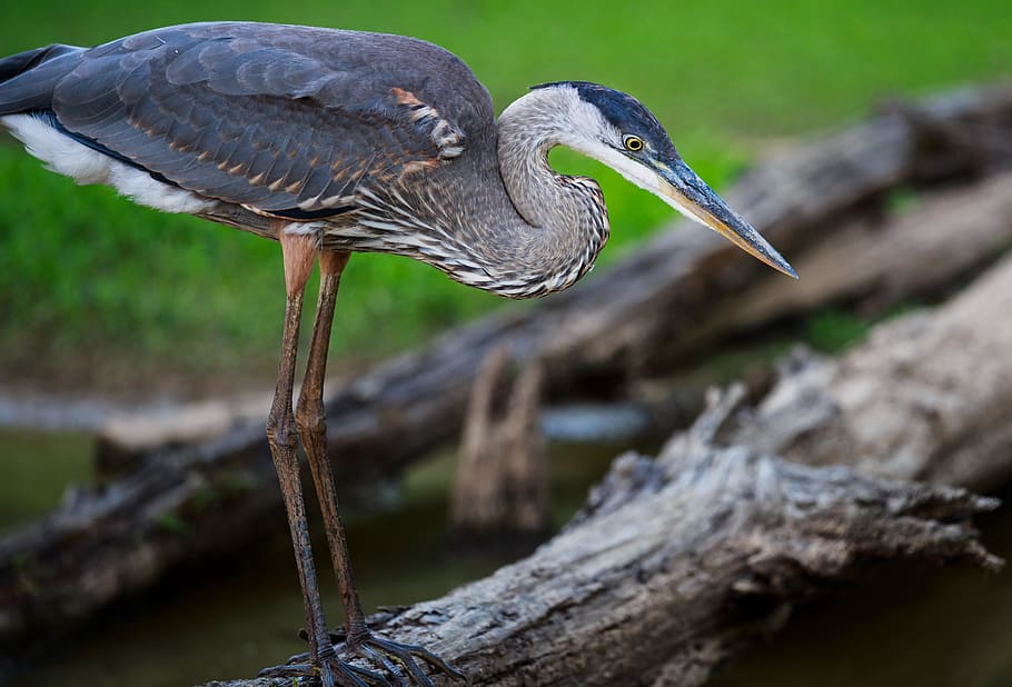 Starring Blue Heron, black and white ibis standing on wood, bird HD wallpaper