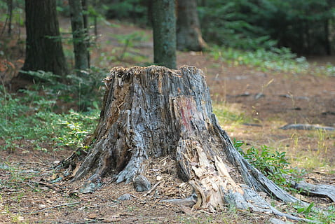 Nature, Tree Stump, Woods, forest, woodland, tree Trunk, outdoors HD wallpaper