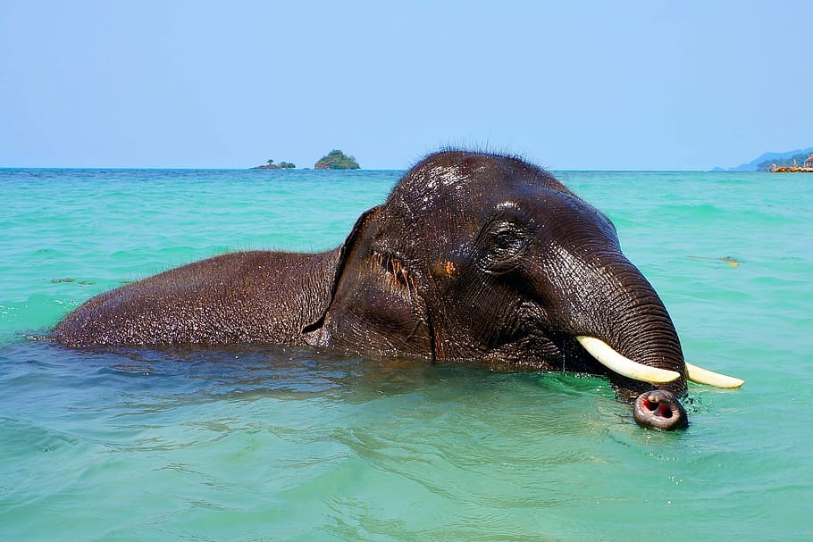 elephant in body of water, bathing, sea, trunk, tusks, indian elephant HD wallpaper