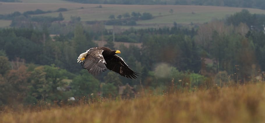 bird, animal, eagle, eagle eastern, flight, wings, beak, feather HD wallpaper
